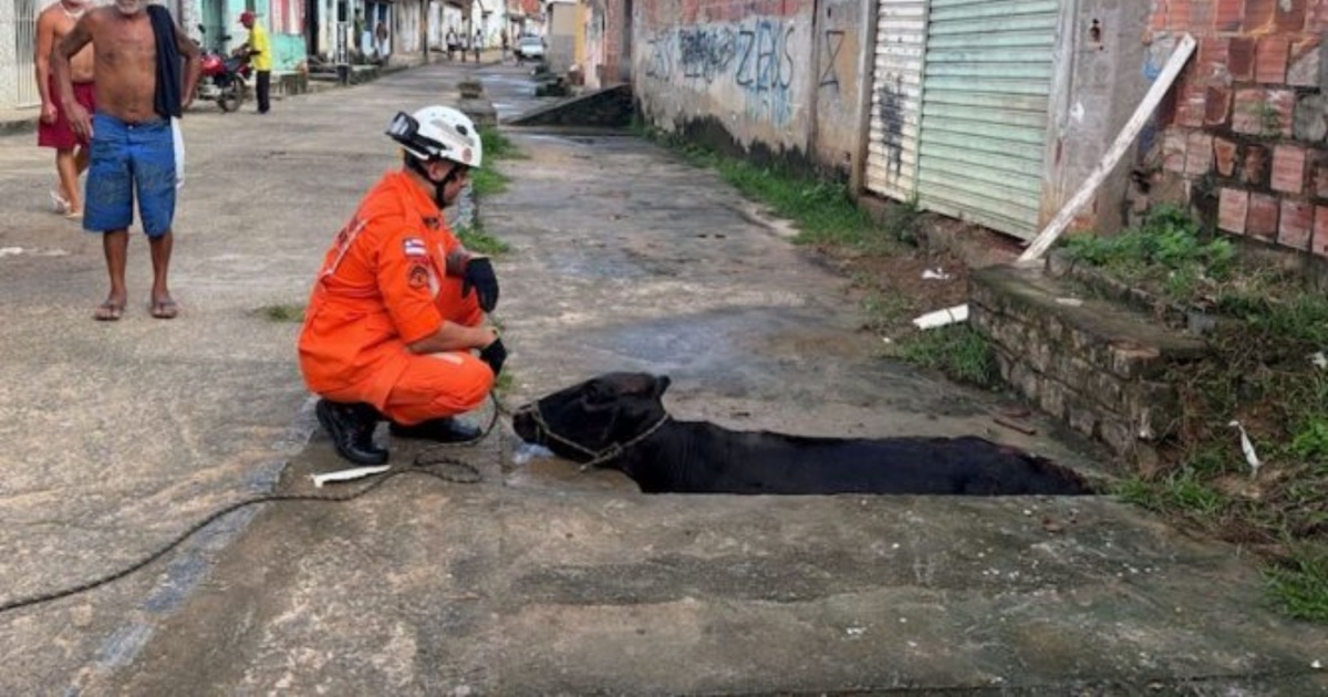 VÍDEO: Vaca é resgatada após cair em buraco de rede de esgoto em Ipiaú